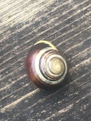 Cepaea hortensis