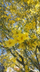 Parkinsonia aculeata