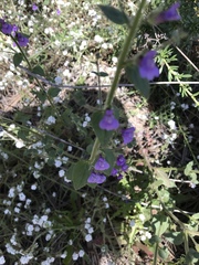 Sairocarpus nuttallianus