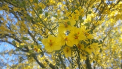 Parkinsonia aculeata