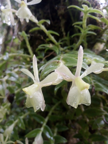 Epidendrum falcivesicicaule Hágsater & E.Santiago 4
