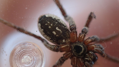 White-banded Fox Spider