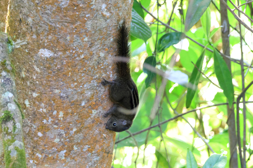 Nilgiri Palm Squirrel