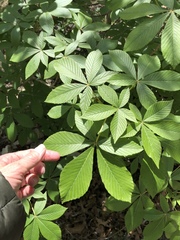 Aesculus pavia flavescens