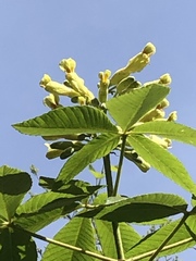 Aesculus pavia flavescens