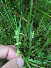 Alchemilla occidentalis