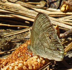 Hermeuptychia sosybius