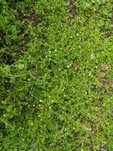 Cotula australis observed 2024-02-08