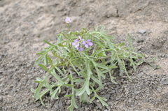 Cakile maritima euxina