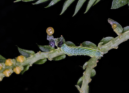Euptychia boulleti