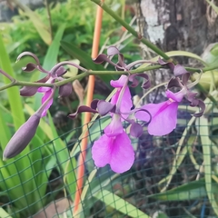 Encyclia cordigera image