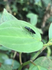 Merosargus