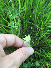 Trifolium fucatum