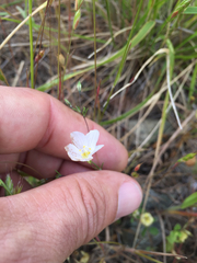 Leptosiphon liniflorus