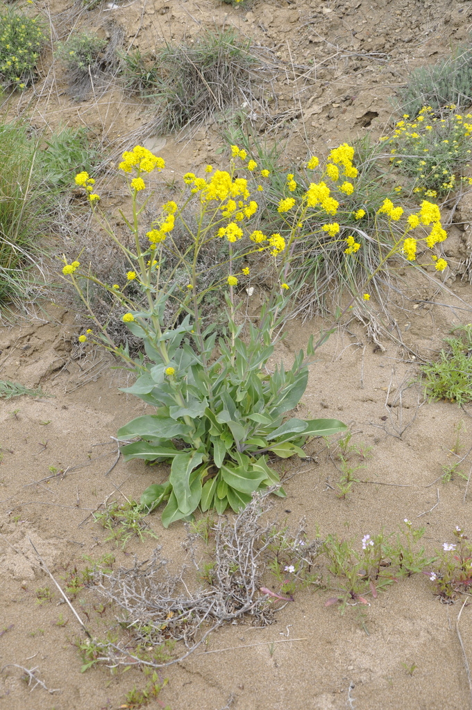 Isatis littoralis