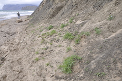 Cakile maritima euxina