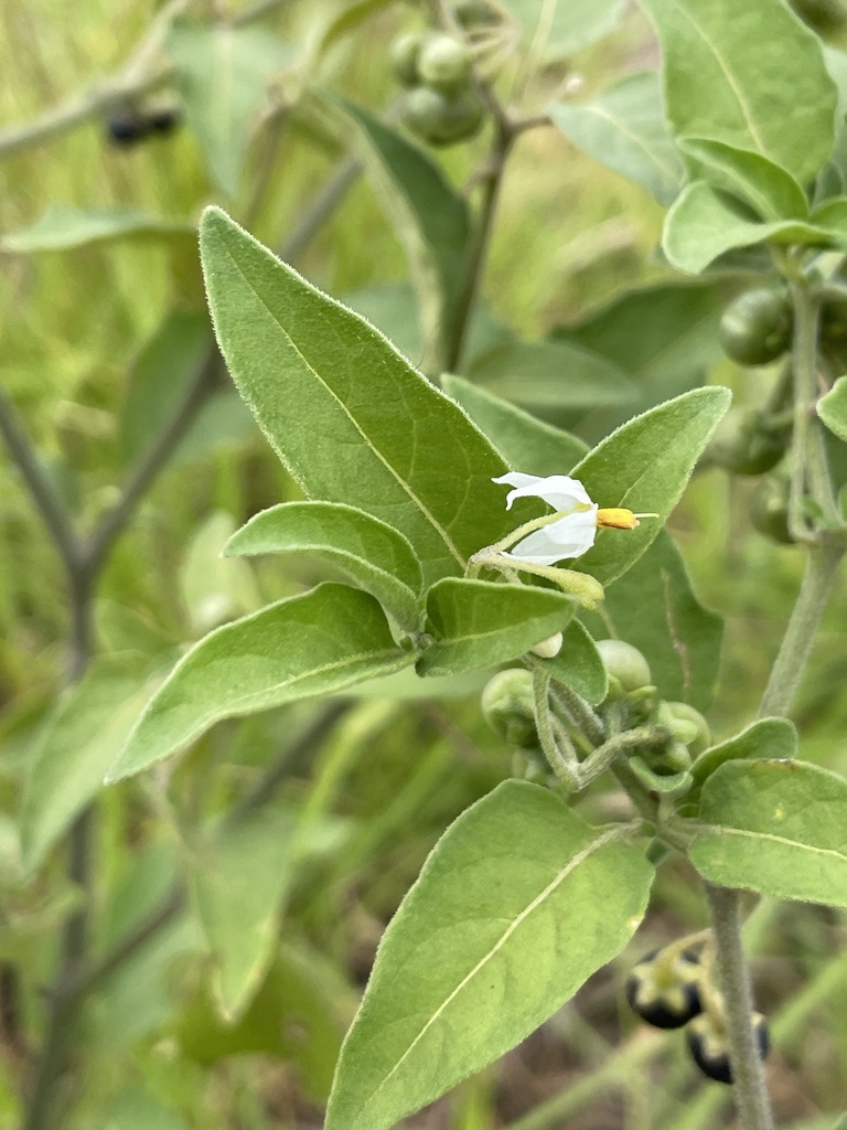 tall nightshade from Appin, NSW, AU on February 9, 2024 at 11:20 AM by ...