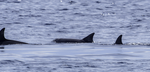 Tursiops aduncus