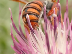 Rhodanthidium sticticum