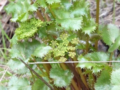 Tauschia arguta