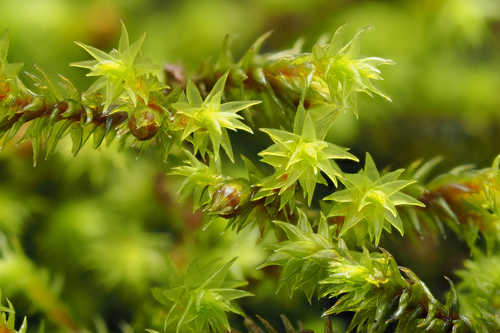 Hedwigia ciliata