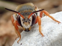 Rhodanthidium sticticum