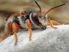 Rhodanthidium sticticum