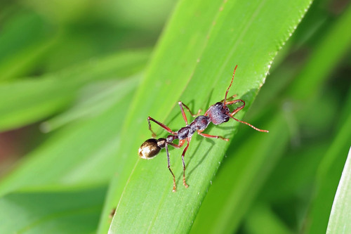 昂格拉牛蚁Myrmecia eungellensis