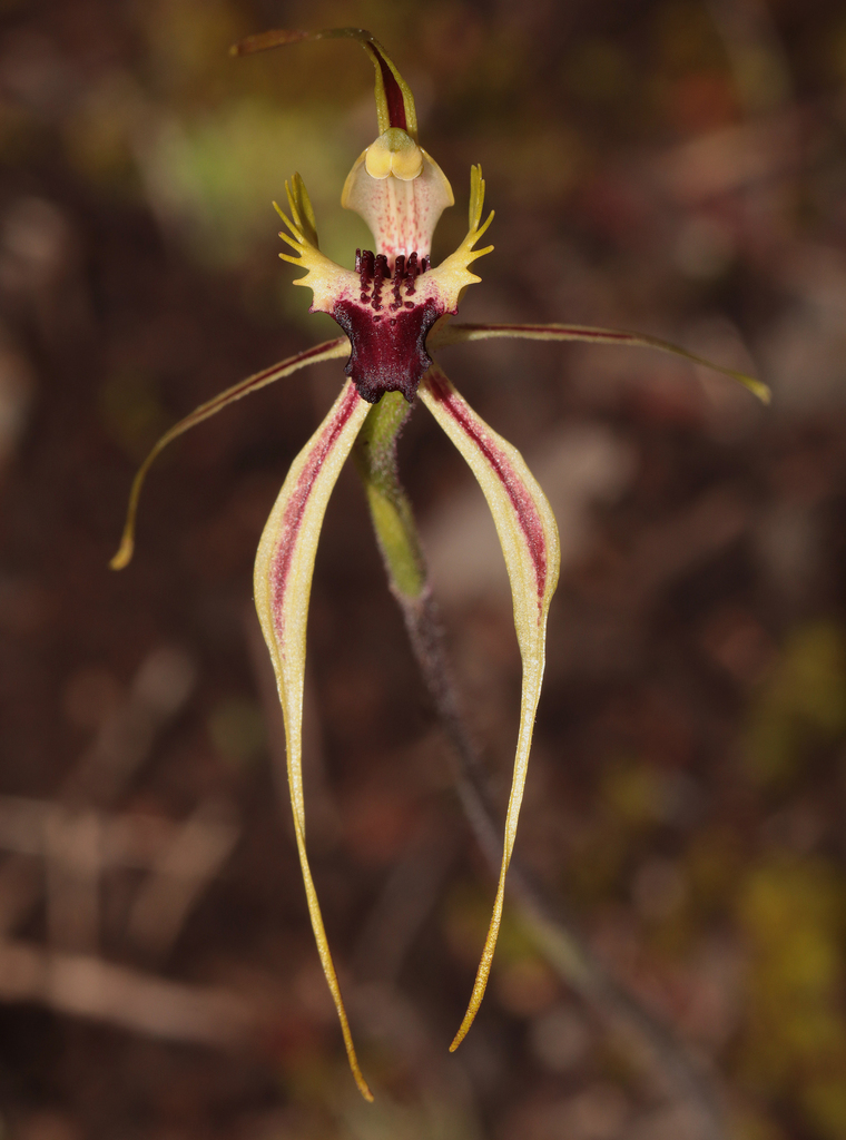 Caladenia amnicola