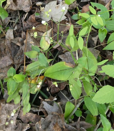 Image of Gibasis pellucida by no rights reserved