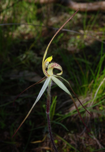 Image of Caladenia arenaria by (c) Lachlan Copeland, some rights reserved (CC BY-SA)