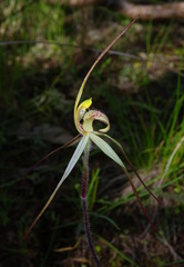 Caladenia arenaria, photograph (c) Lachlan Copeland, some rights reserved (CC BY-SA)