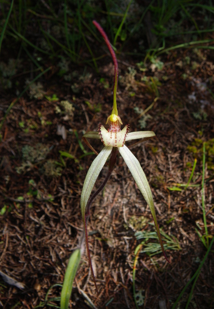 Caladenia arenaria