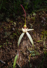 Caladenia arenaria, photograph (c) Lachlan Copeland, some rights reserved (CC BY-SA)