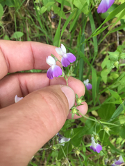 Collinsia multicolor