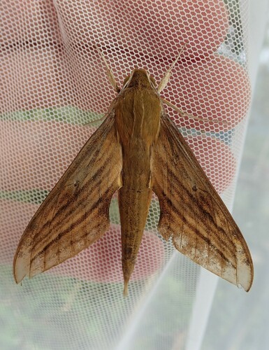 Xylophanes rhodotus