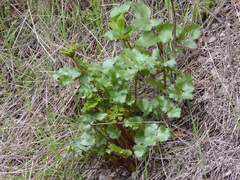 Tauschia arguta
