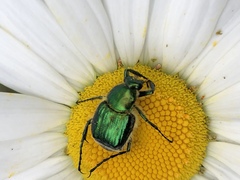 Trichiotinus lunulatus