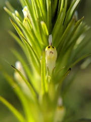 Castilleja attenuata
