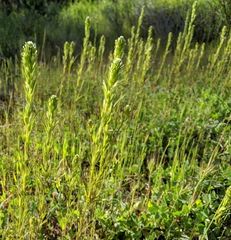 Castilleja attenuata