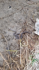 Thamnophis butleri