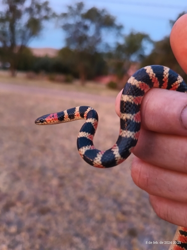 Amazon False Coral Snake, Oxyrhopus rhombifer