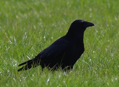Corvus corone corone