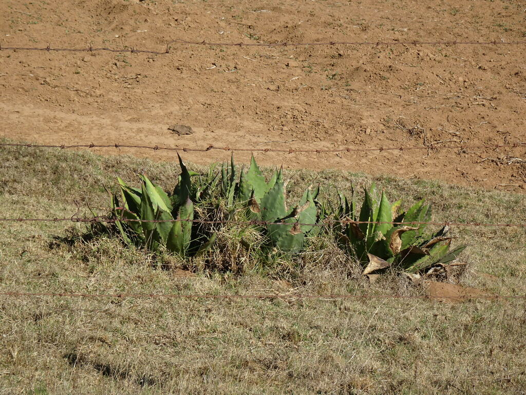 Agave inaequidens, Tapalpa, Jal., México