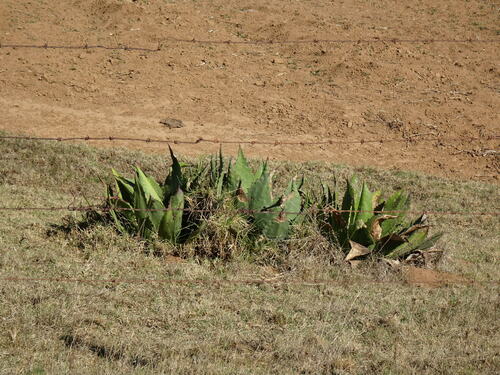 Agave inaequidens