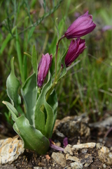 Fritillaria pluriflora