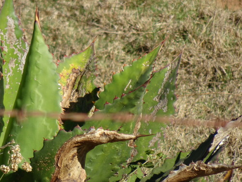 Agave inaequidens