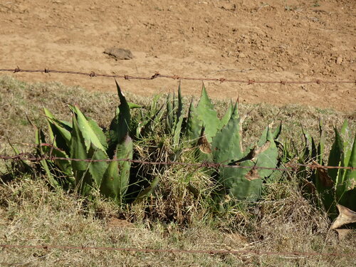 Agave inaequidens