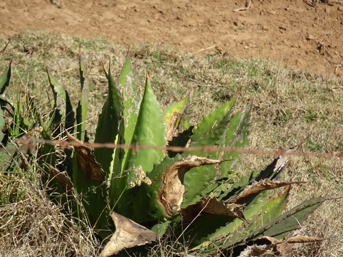 Agave inaequidens