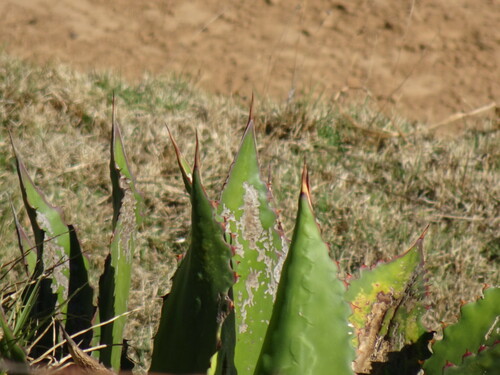 Agave inaequidens